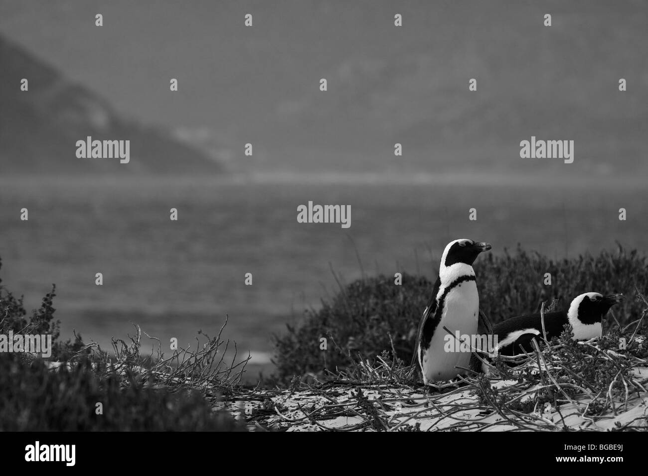 The African Penguin colony at The Boulders, Simon's Town, Table Mountain National Park Stock Photo
