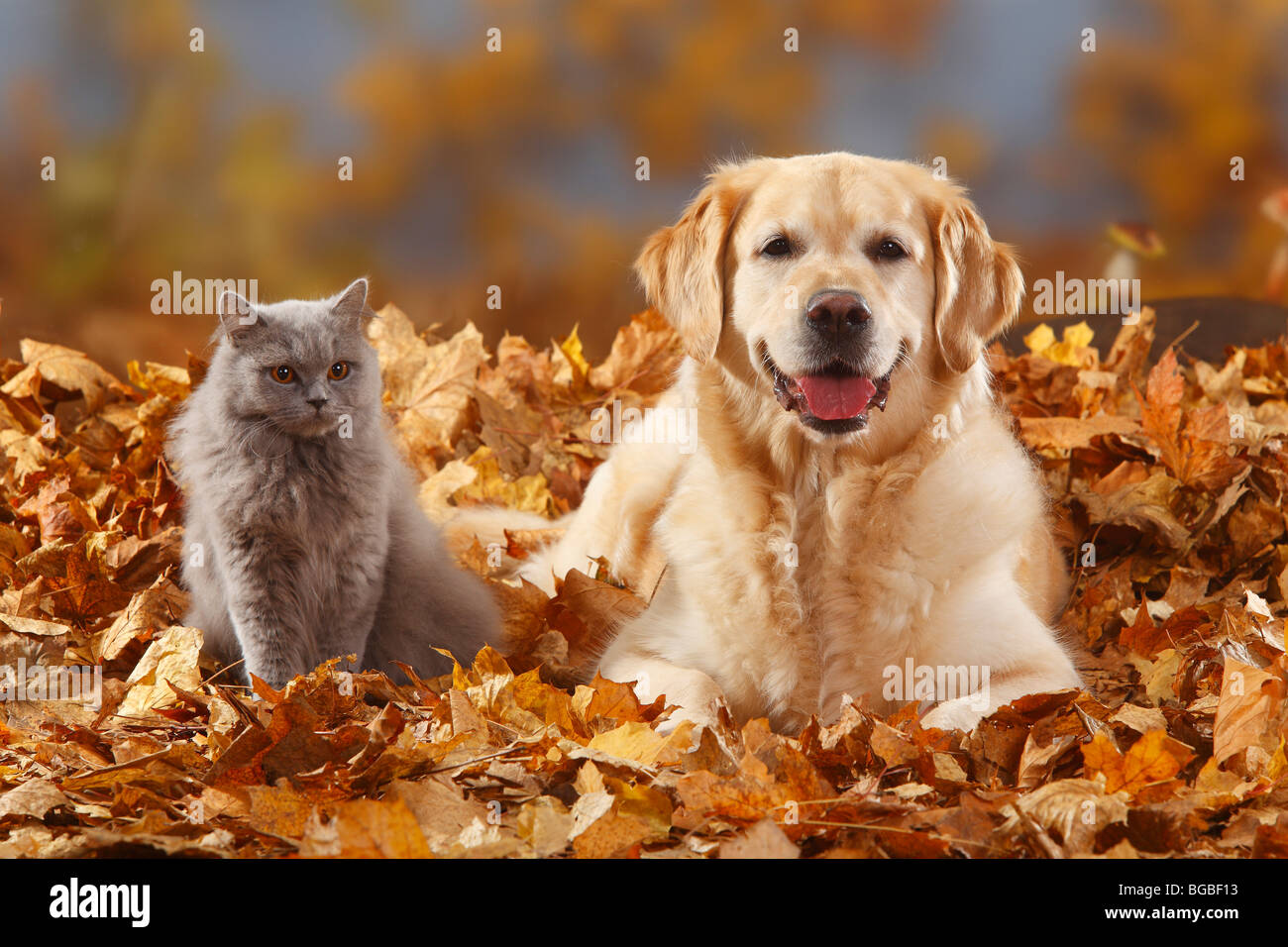 Golden Retriever and British Longhair Cat, blue / autumn foliage, Highlander, Lowlander, Britanica Stock Photo