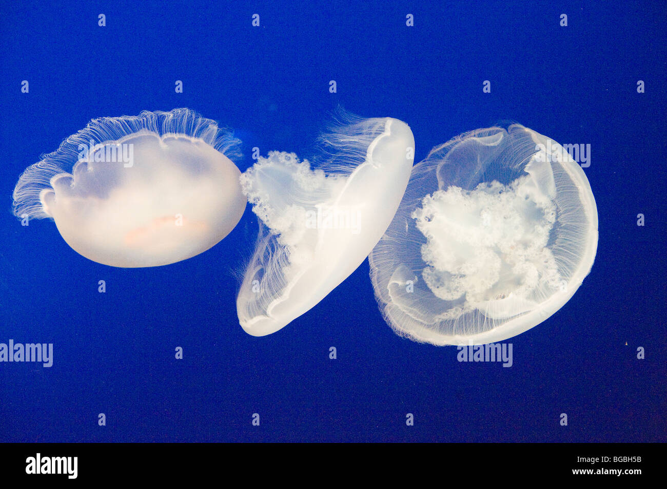 Jelly fish swimming in the deep sea Stock Photo
