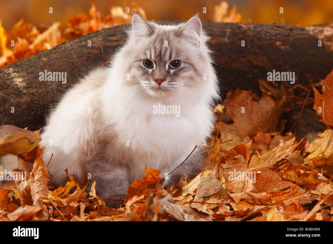 Neva Masquarade, bluesilvertabbypoint / Siberian Forest Cat