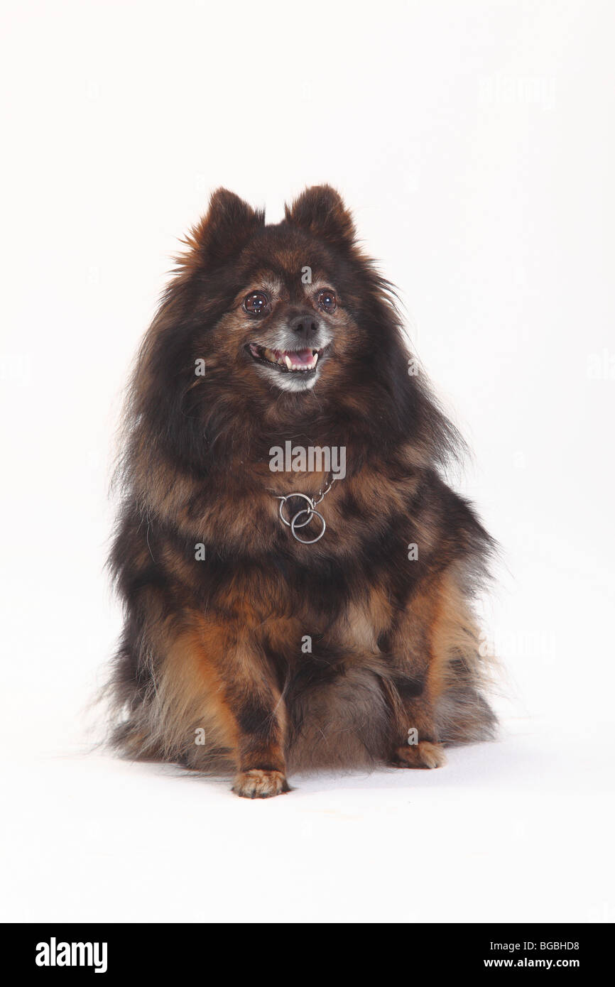 Pomeranian, 10 years old Stock Photo Alamy