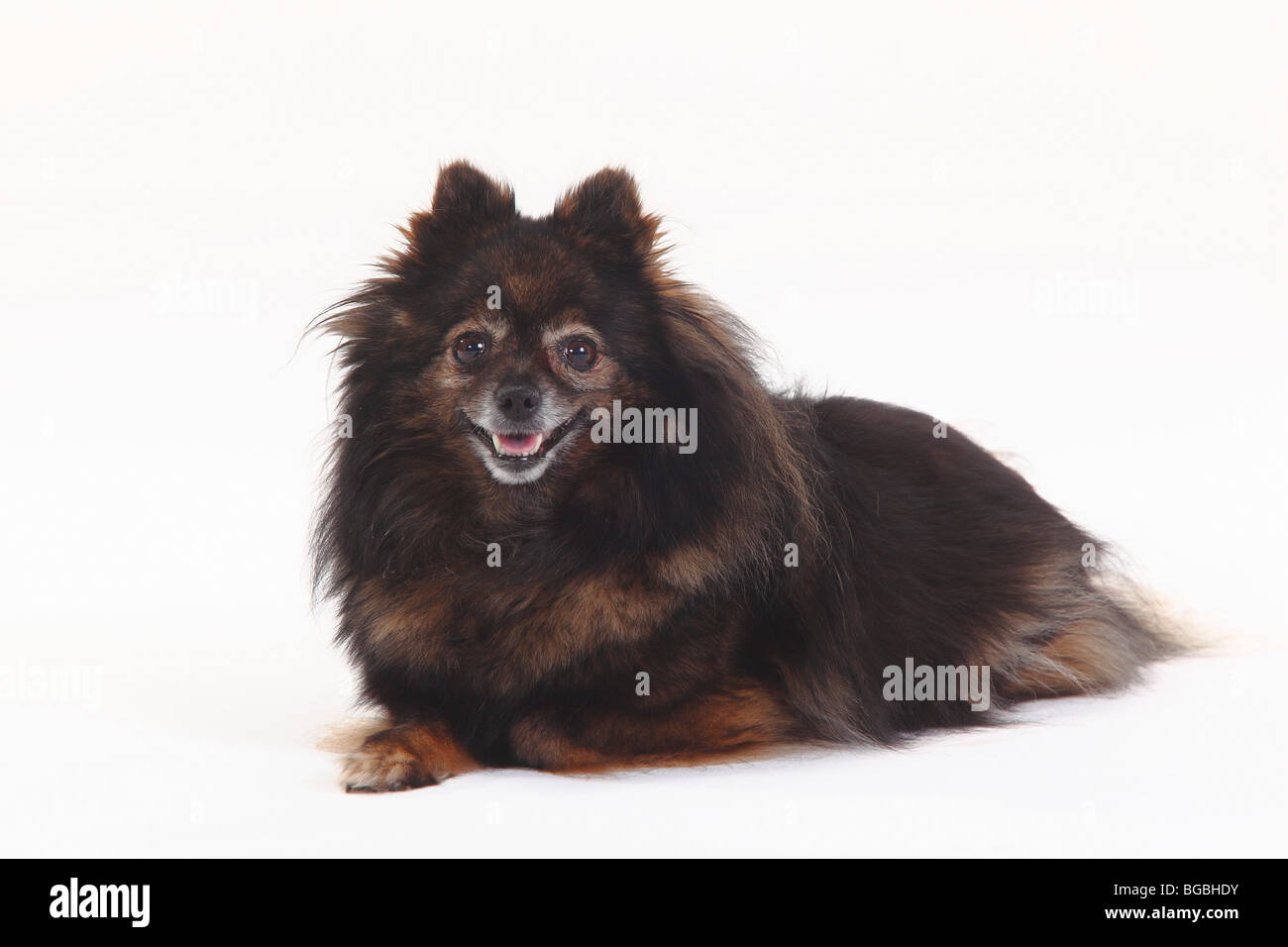 Pomeranian, 10 years old Stock Photo