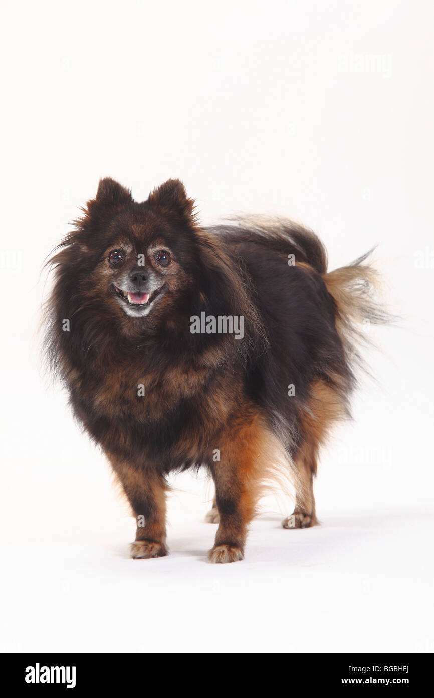 Pomeranian, 10 years old Stock Photo