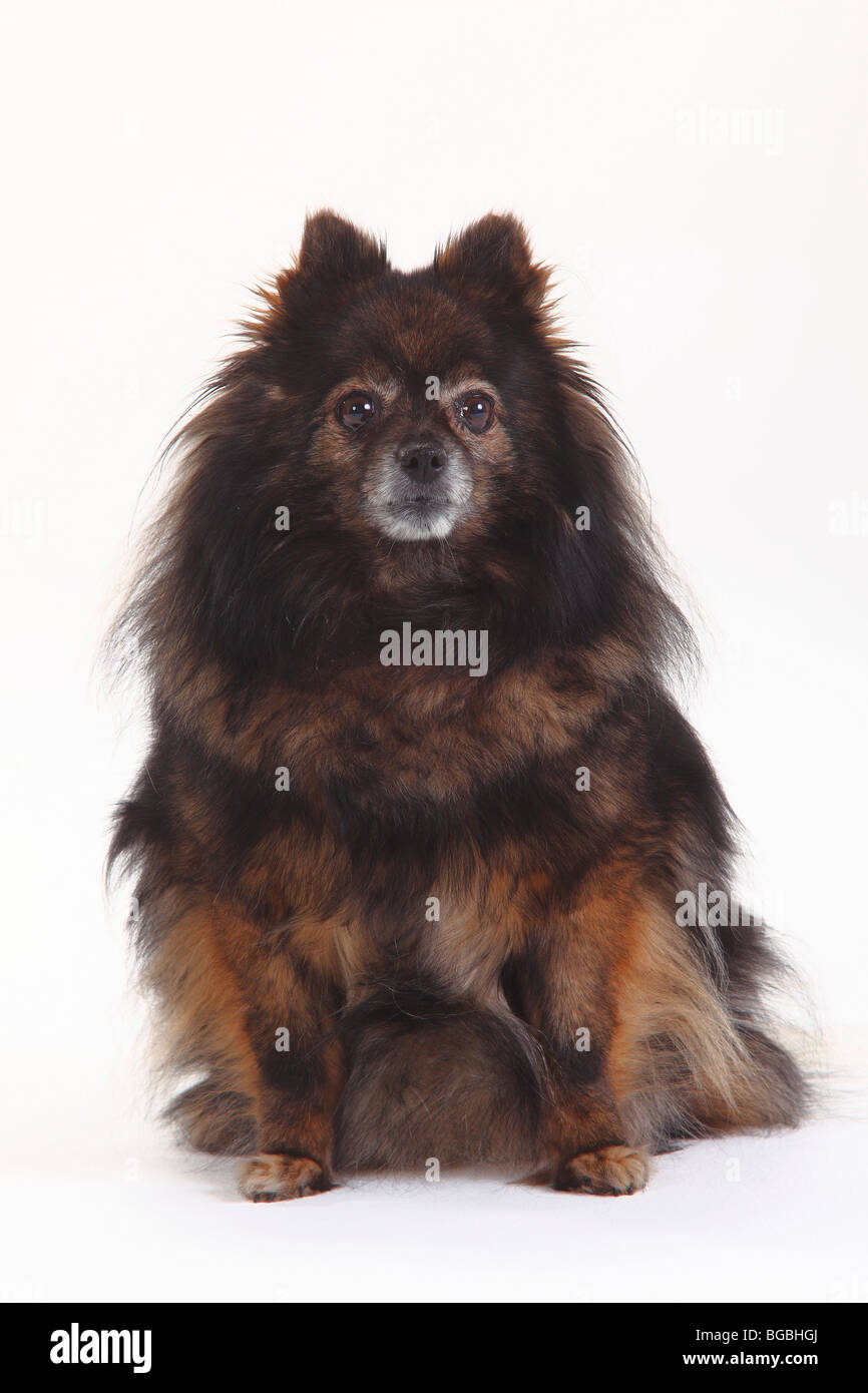 Pomeranian, 10 years old Stock Photo