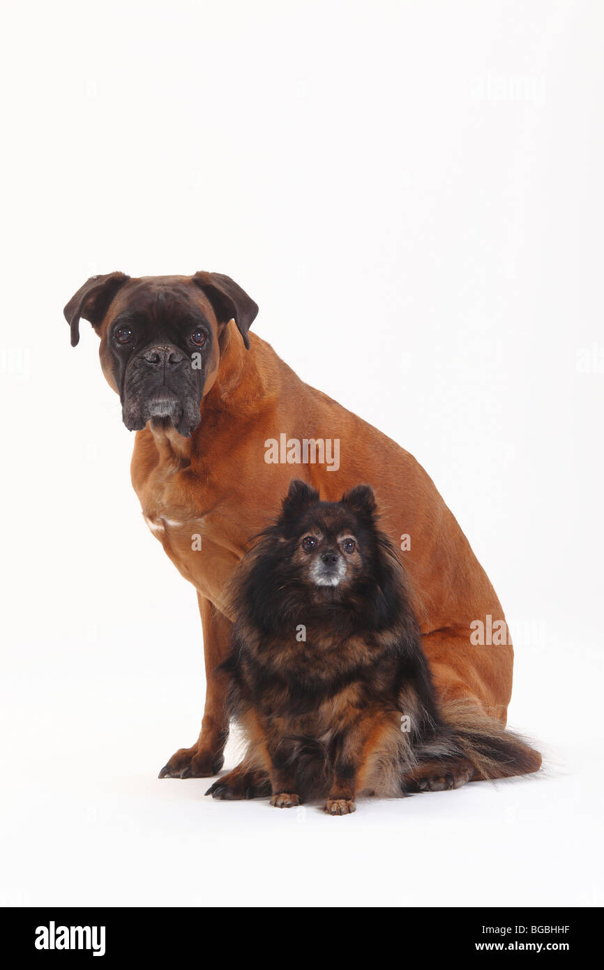 German Boxer and Pomeranian, both 10 years old Stock Photo
