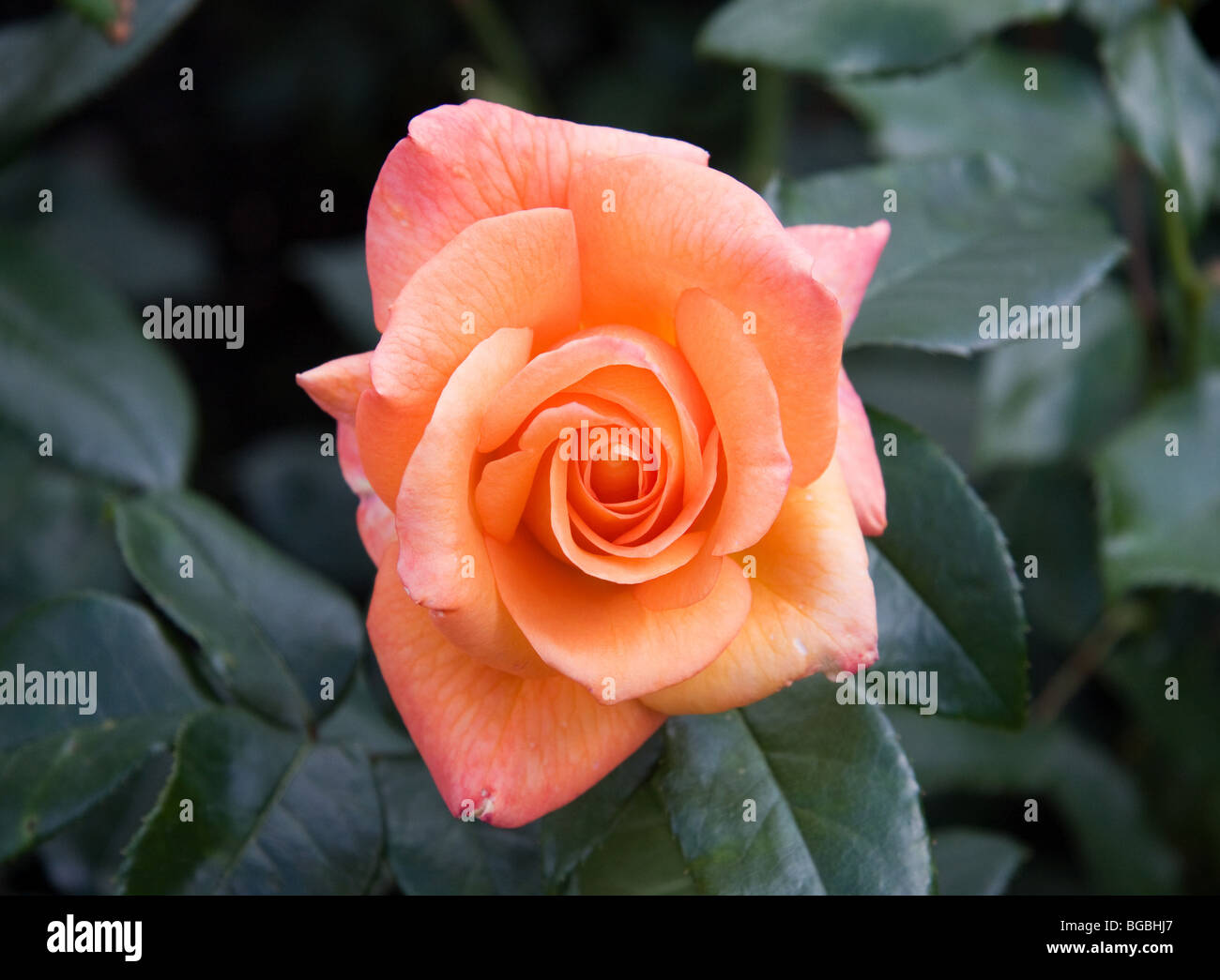 Peach coloured rose Stock Photo - Alamy