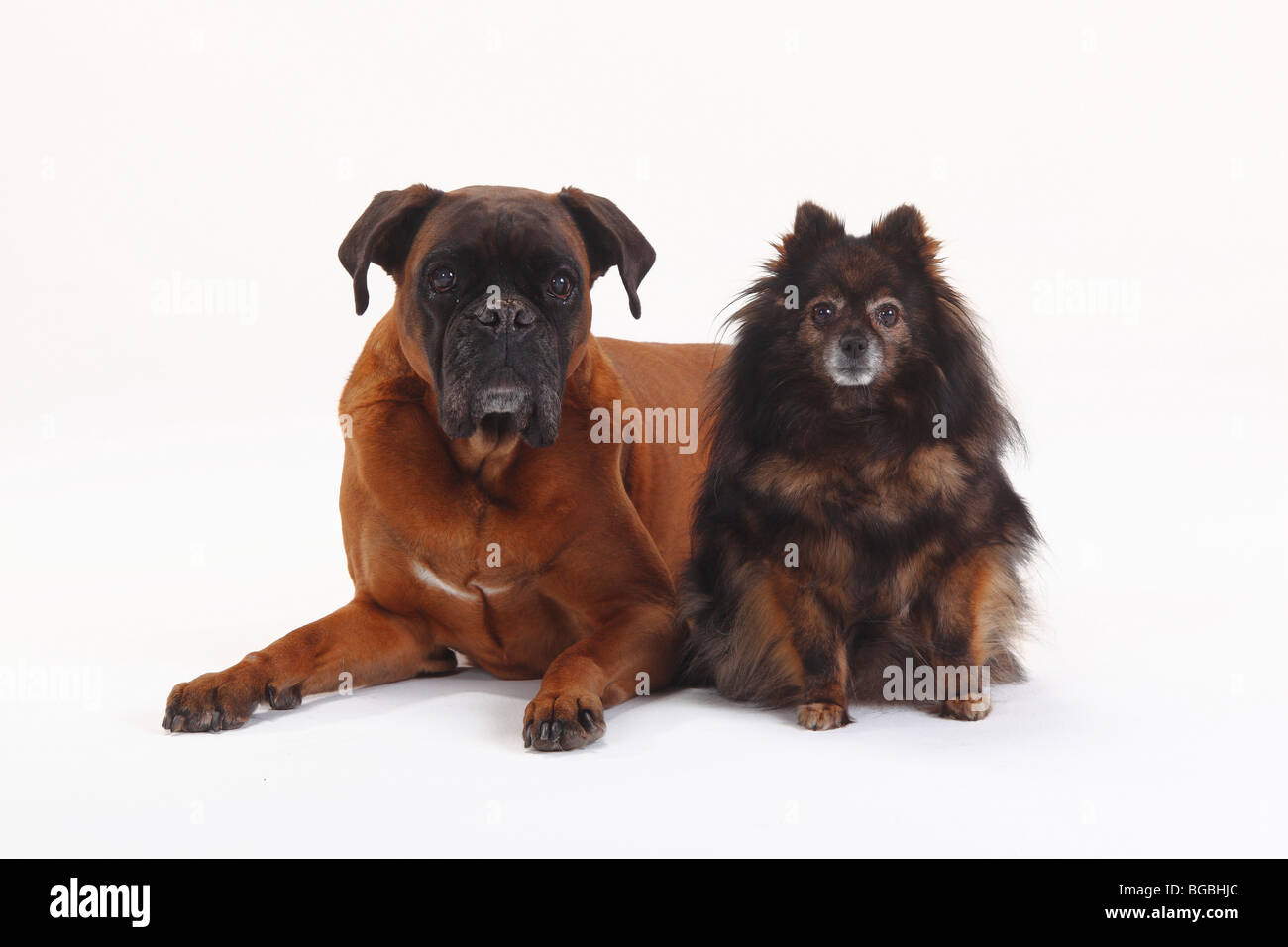 German Boxer and Pomeranian, both 10 years old Stock Photo