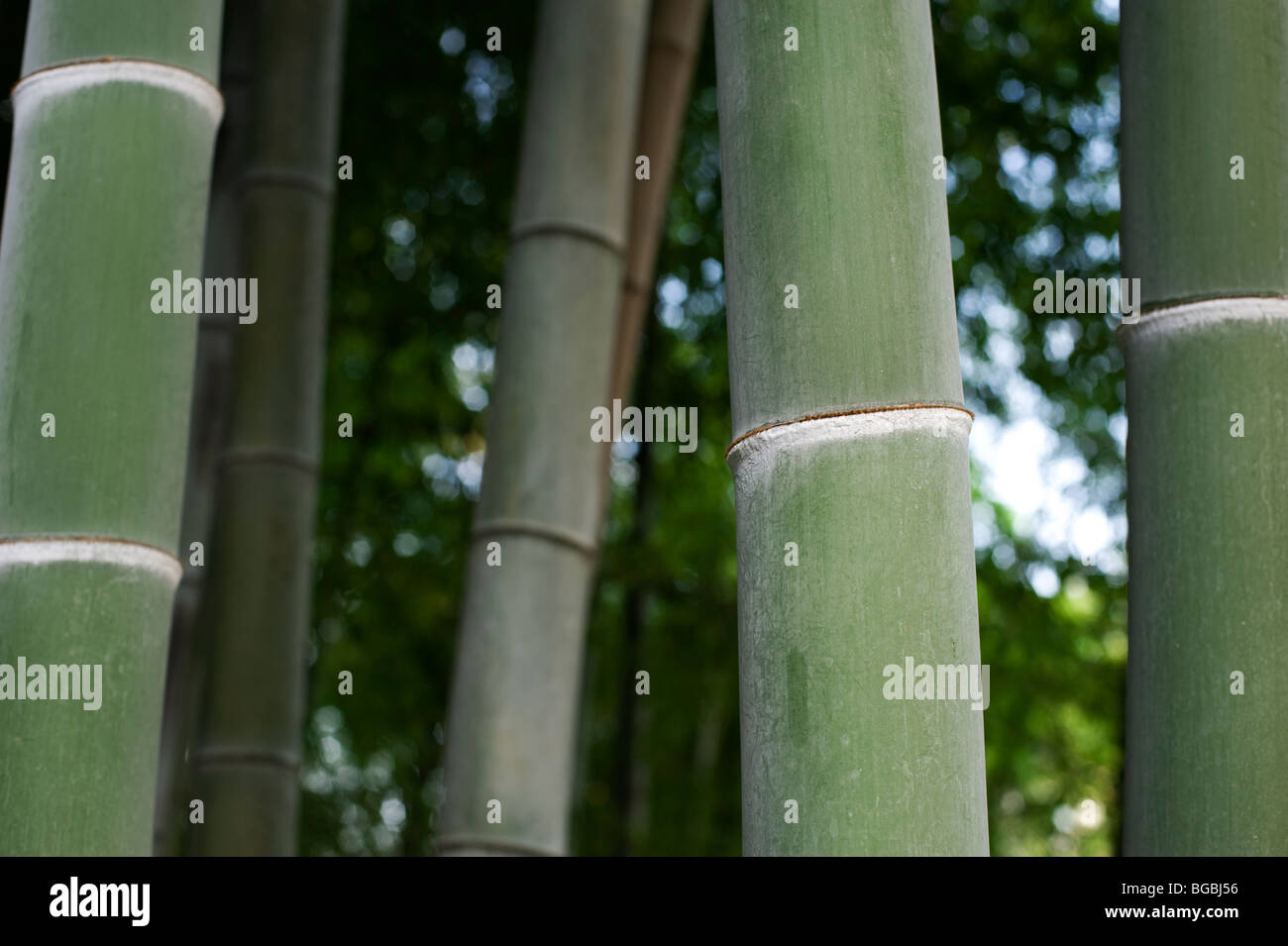 Moso bamboo hires stock photography and images Alamy