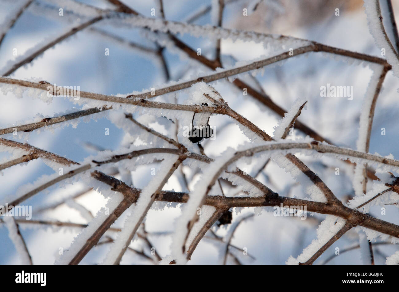 Winter berries snow hi-res stock photography and images - Alamy