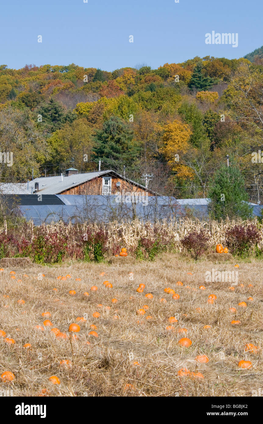 Fall Colours,Color,Autumn Color,Seasonal,Yellow,Pumpkines,Growing in a