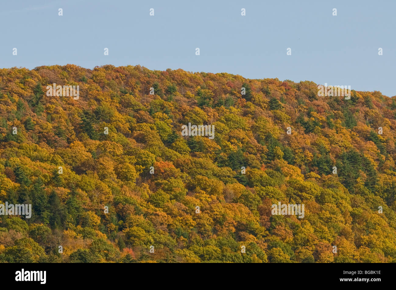 Different shades of greens hi-res stock photography and images - Alamy