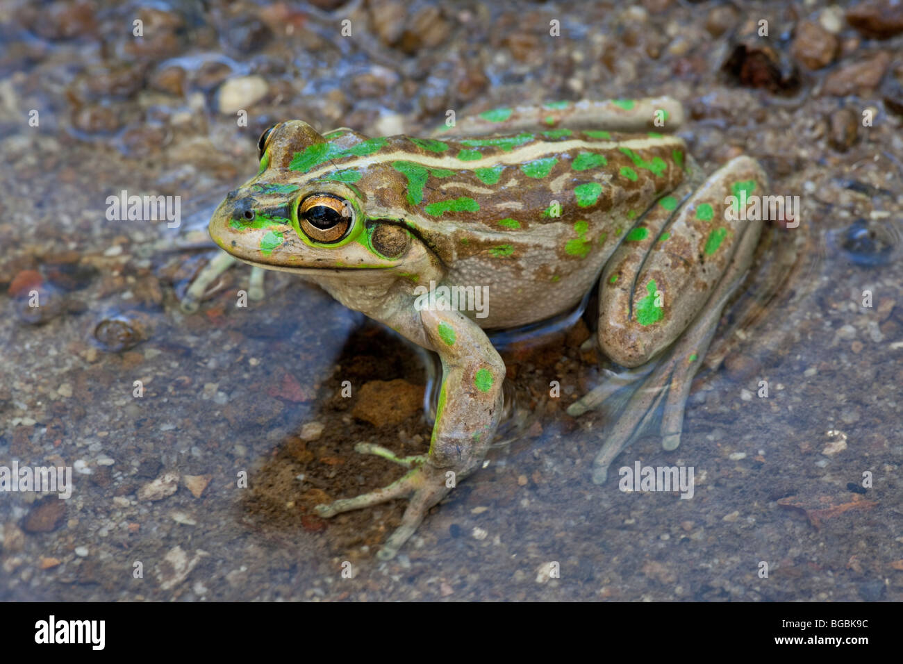 Motorbike Frog, Litoria moorei, Pemberton, Western Australia Stock Photo