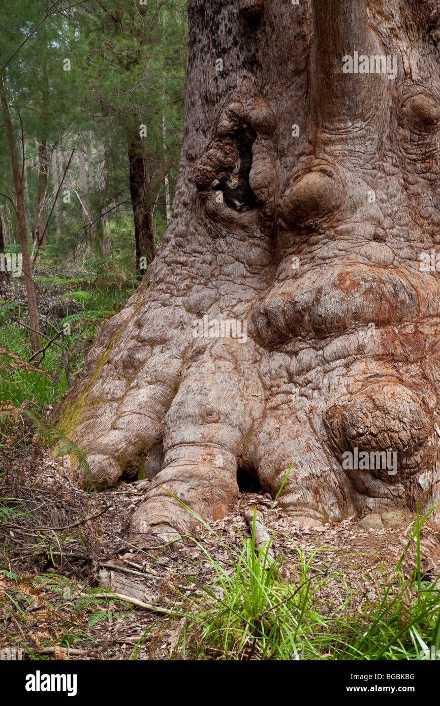 Red Tingle Tree, Eucalyptus jacksonii, Walpole-Nornalup National Park, Western Australia Stock Photo