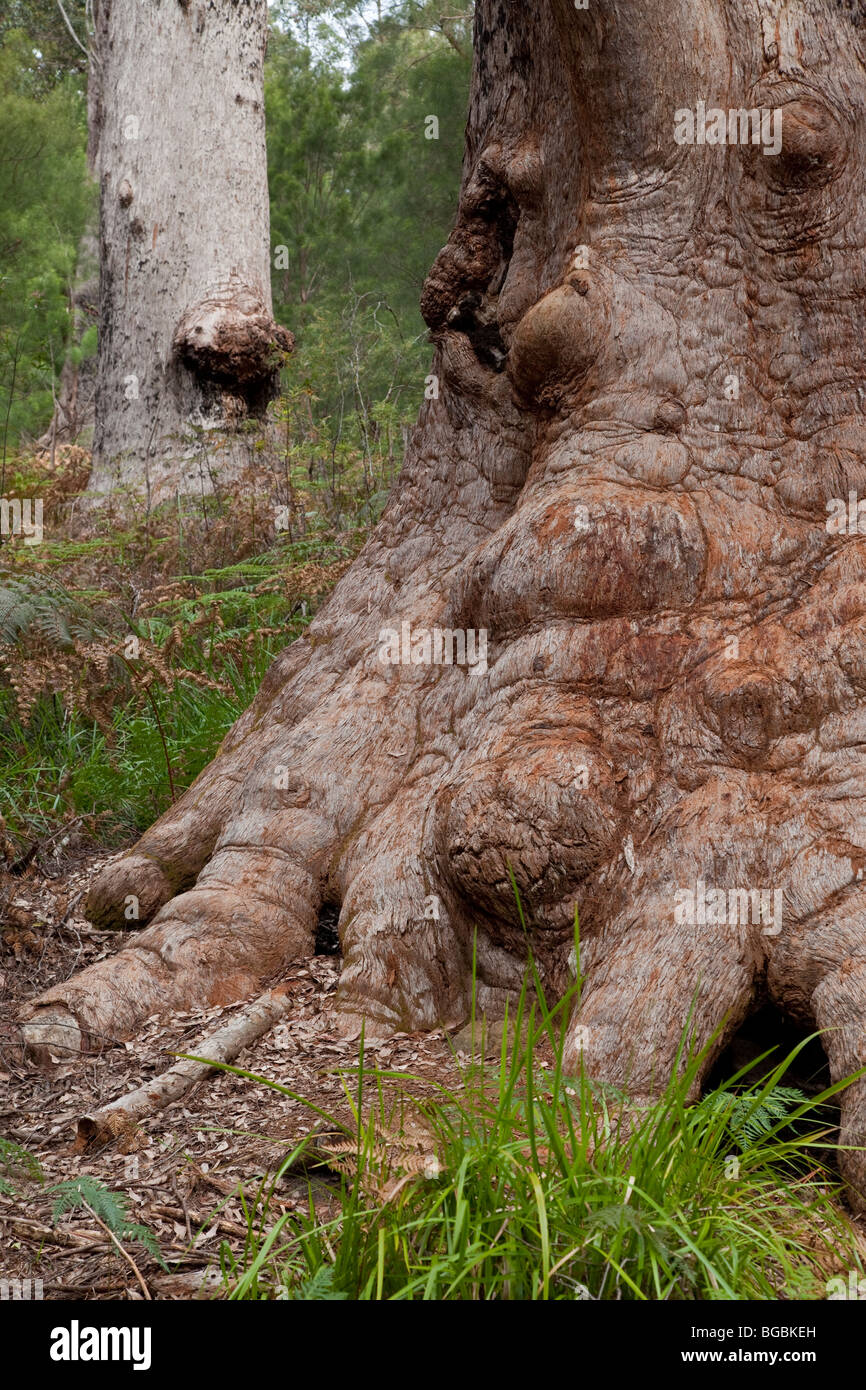 Red Tingle Tree, Eucalyptus jacksonii, Walpole-Nornalup National Park, Western Australia Stock Photo