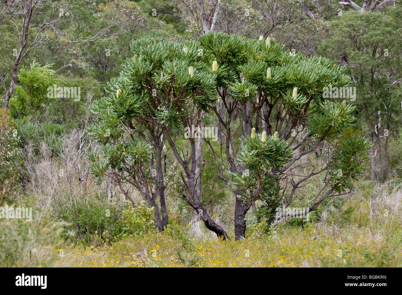 Bull Banksia, Giant Banksia, Banksia grandis, Western Australia Stock Photo Alamy