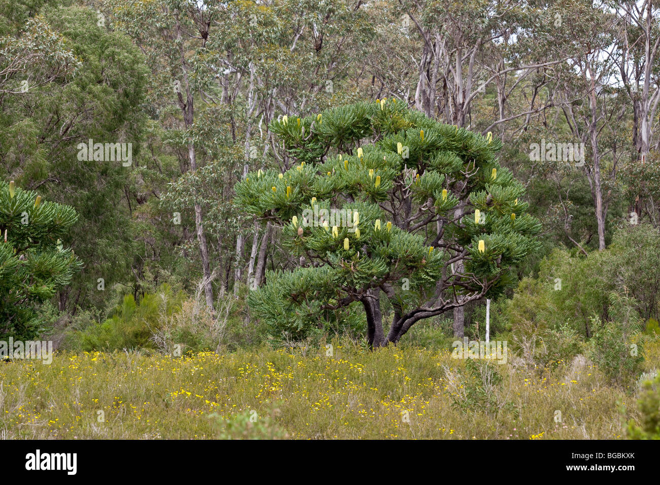 Bull Banksia, Giant Banksia, Banksia grandis, growing in Eucalyptus woodland, Western Australia Stock Photo