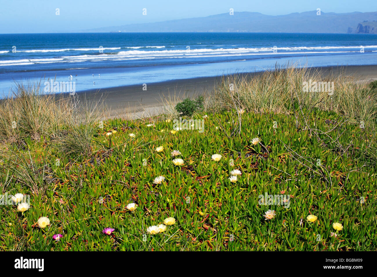 New Brighton Beach with wild flowers view towards Sumner Christchurch Canterbury New Zealand Stock Photo