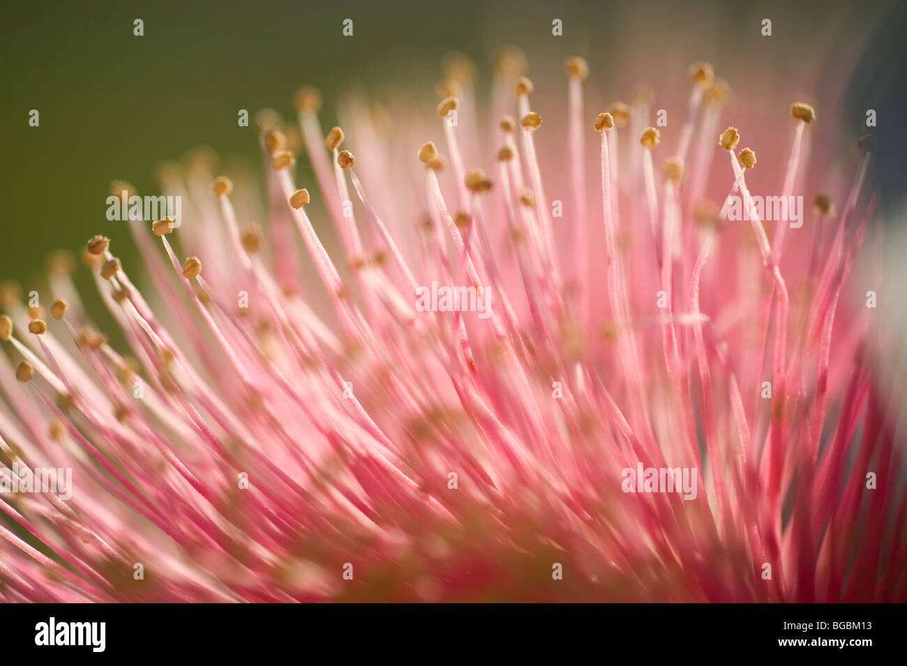 Eucalyptus macrocarpa flower Stock Photo