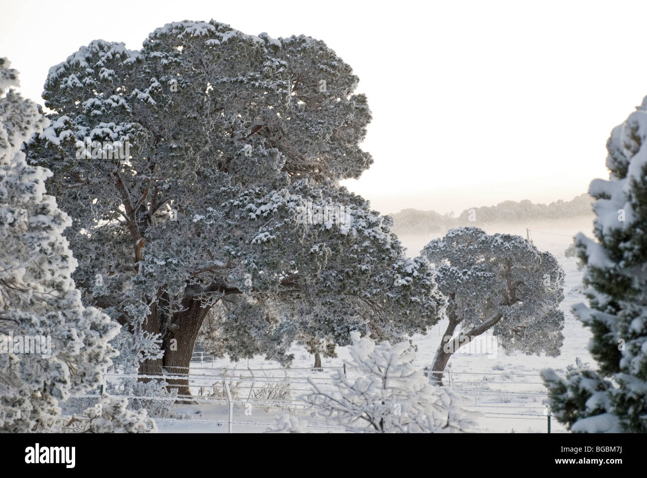 The first heavy snow of winter turns this New Mexico landscape into a wonderland of white. Stock Photo