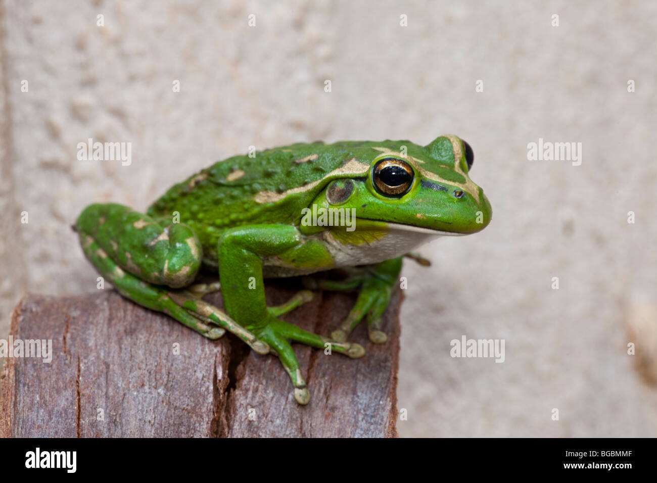 Frog Western Australia Australia High Resolution Stock Photography And Images Alamy