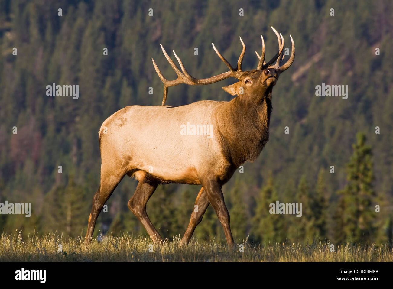 Bull elk rut hi-res stock photography and images - Alamy