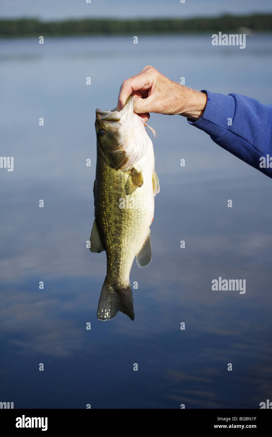 CLOSEUP OF A HAND HOLDING A CHUNKY LARGE MOUTH BASS WATER IN BACKGROUND BRAINERD LAKES AREA FISHING DESTINATION RESORT AREA PIKE Stock Photo