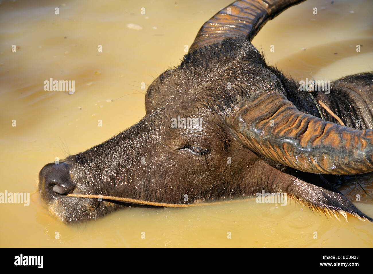Water Buffalo (Bubalus bubalis), Inle Lake, Shan State, Burma, Myanmar Stock Photo