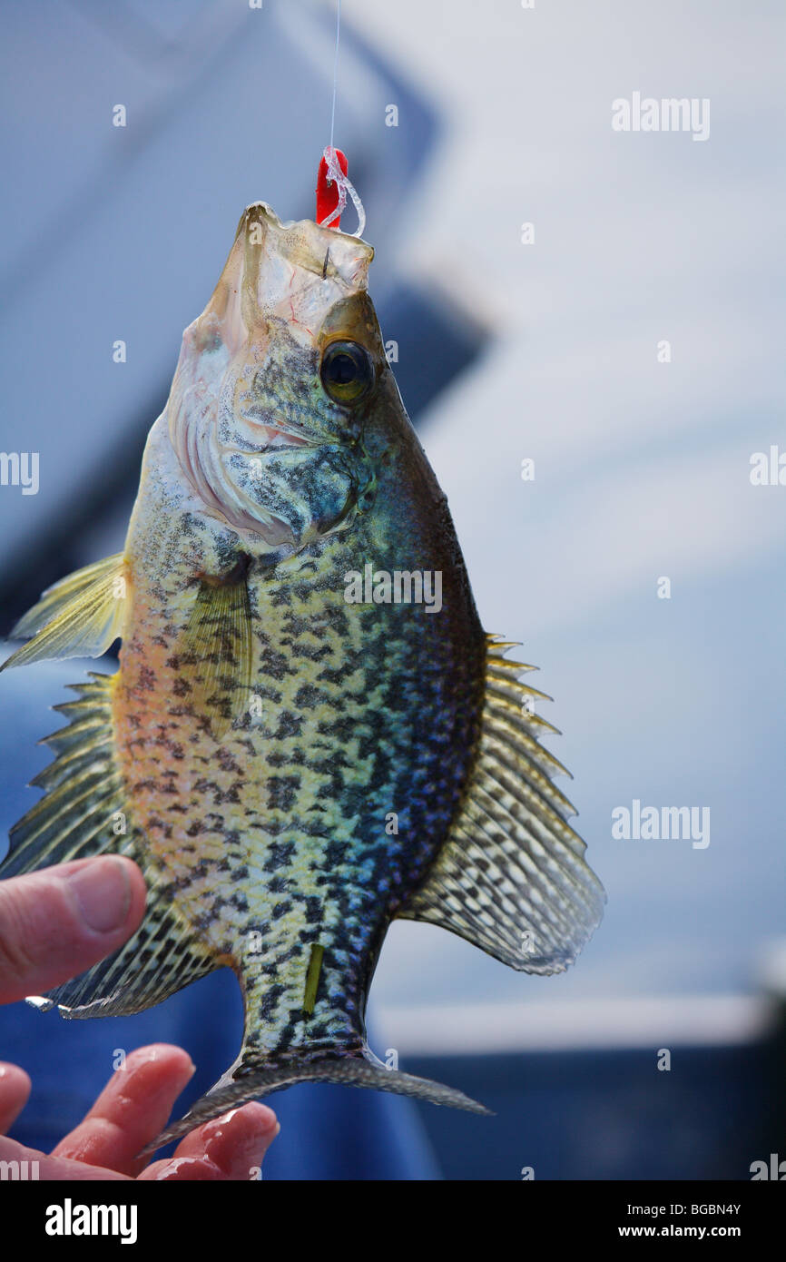 CLOSEUP WHITE CRAPPIE DANGLING FROM FISHING LINE WITH RED CRAPPIE JIG LURE  IN MOUTH BRAINERD LAKES AREA FISHING DESTINATION RESO Stock Photo - Alamy