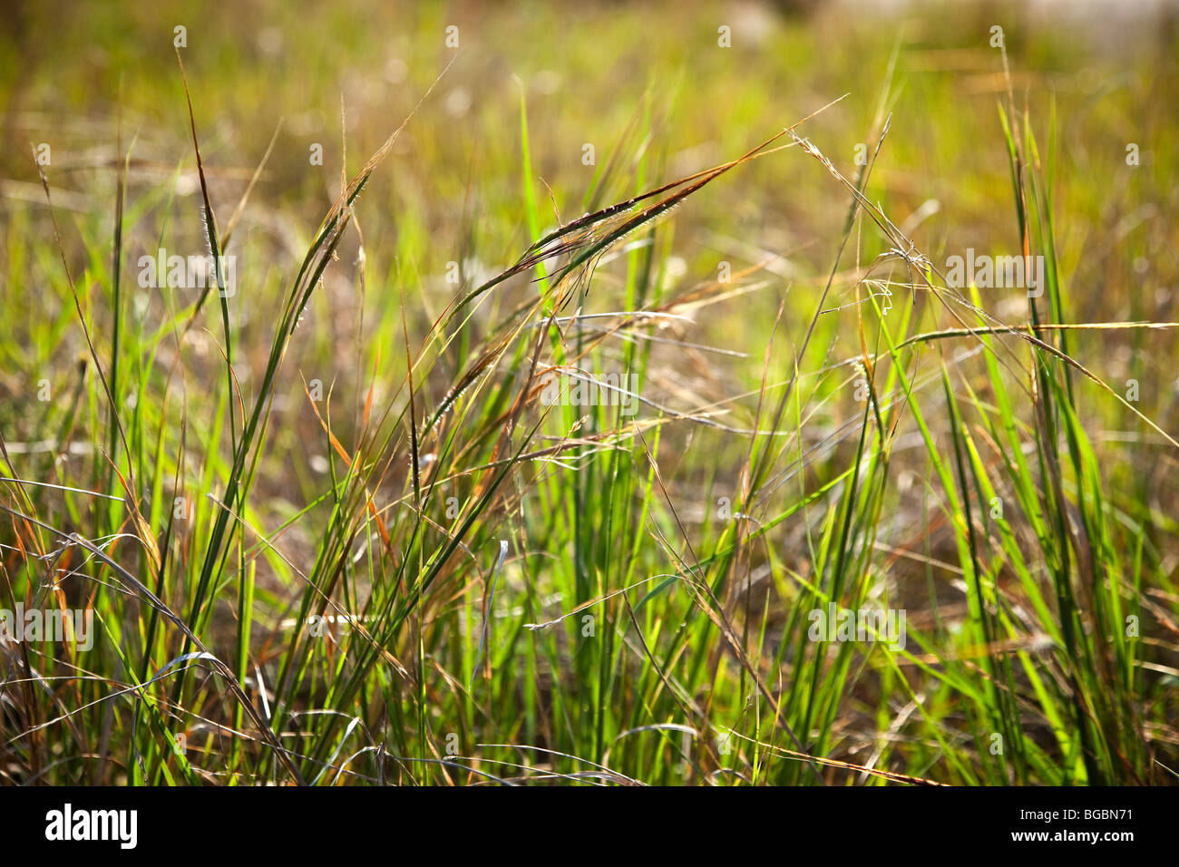 Pili grass in Hawaii Stock Photo