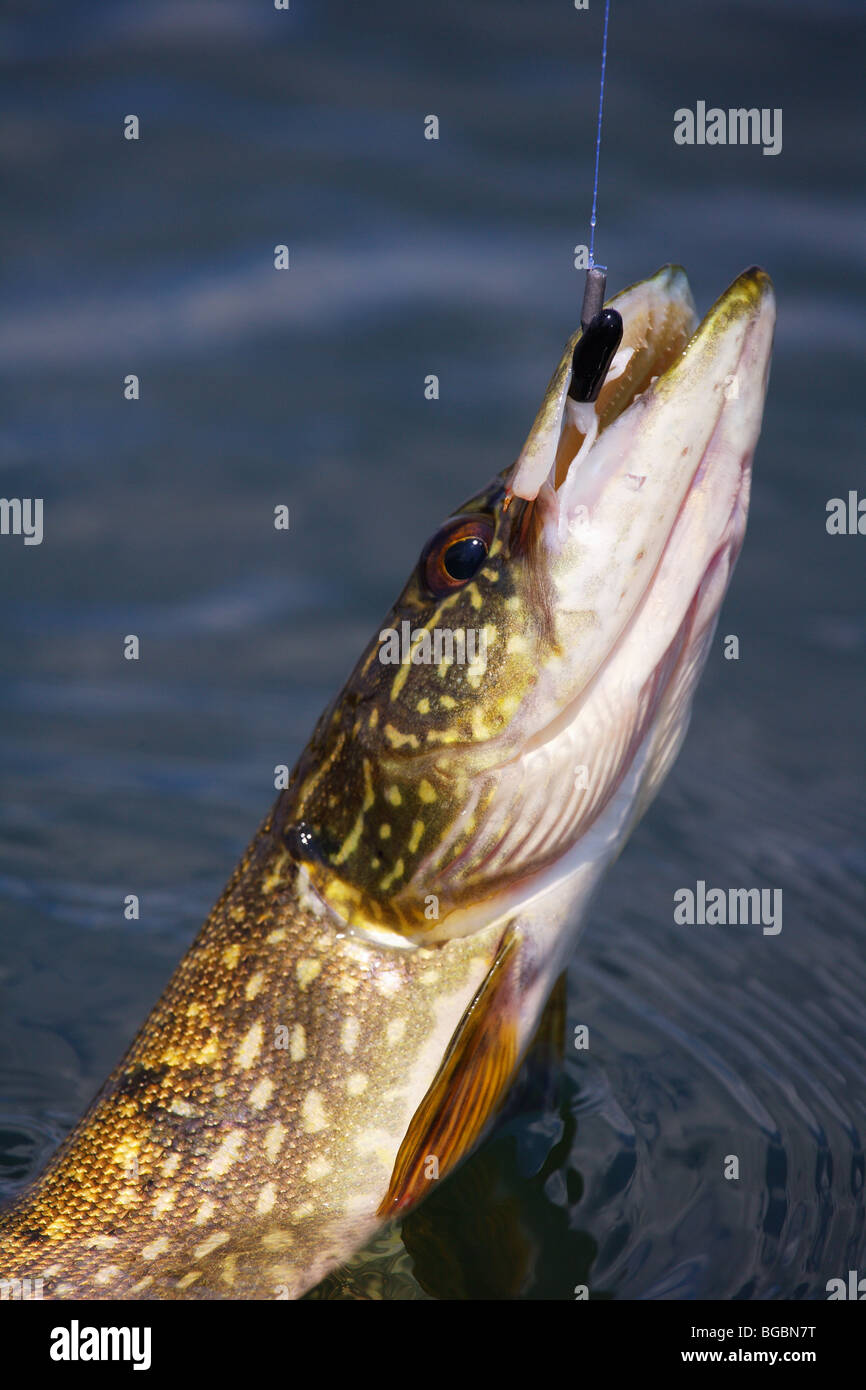 closeup northern pike fish with crappie jig lure in mouth fish still in water being caught Stock Photo