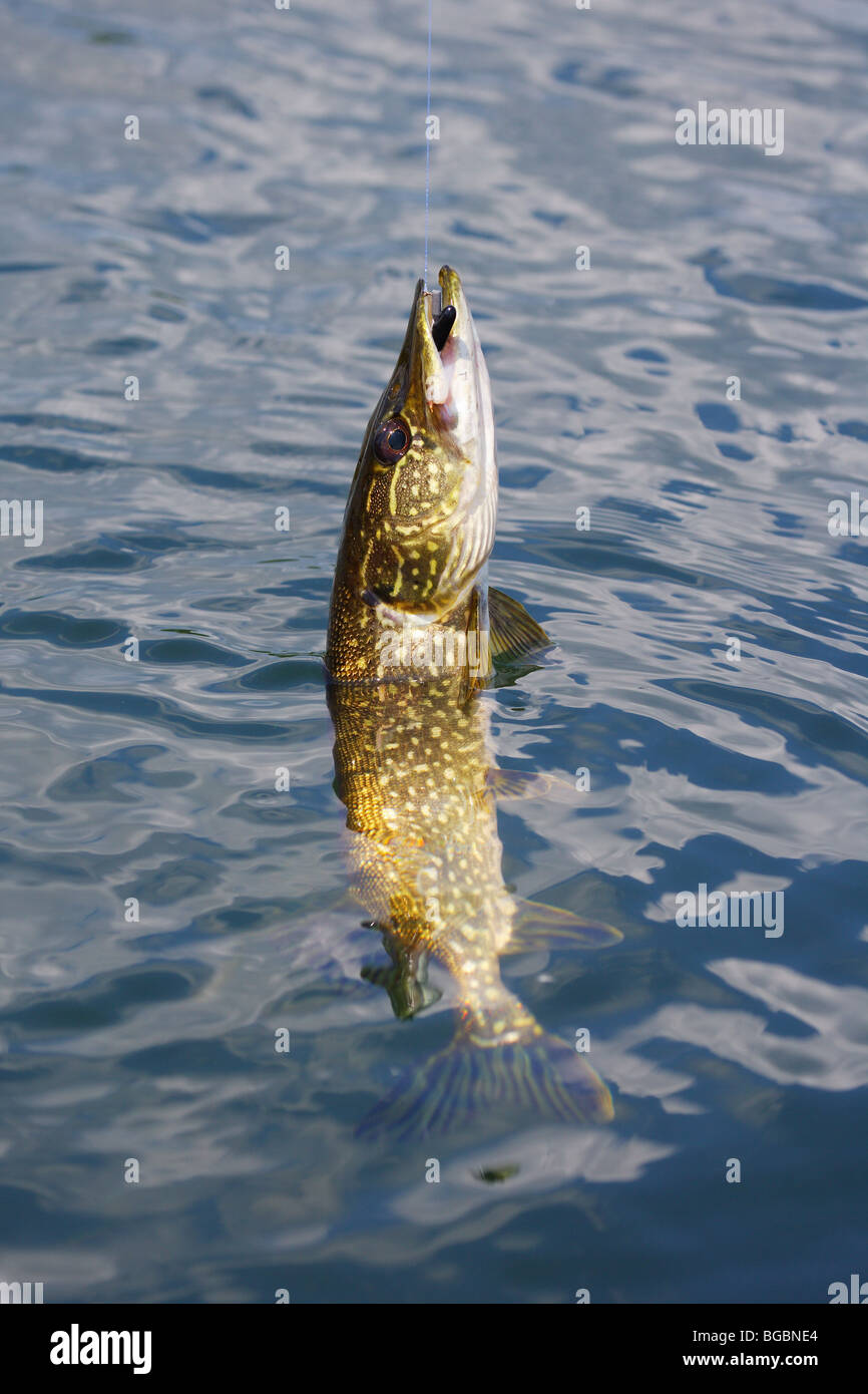 NORTHERN PIKE IN THE WATER WITH BLACK AND WHITE CRAPPIE JIG IN MOUTH BEING LANDED NEXT TO A BOAT FISHING LINE IN VIEW MINNESOTA Stock Photo