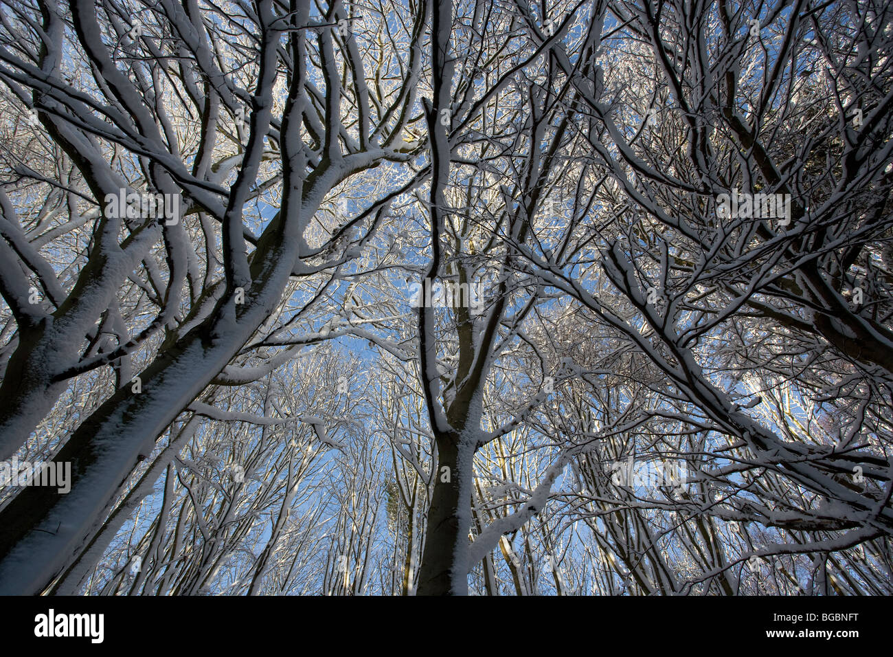 Beech trees in winter snowfall Stock Photo