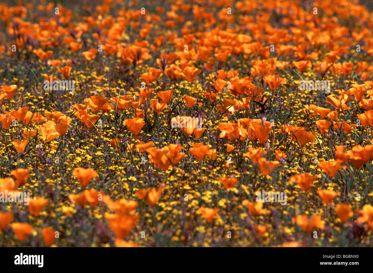 Field of poppies in spring hi-res stock photography and images - Alamy