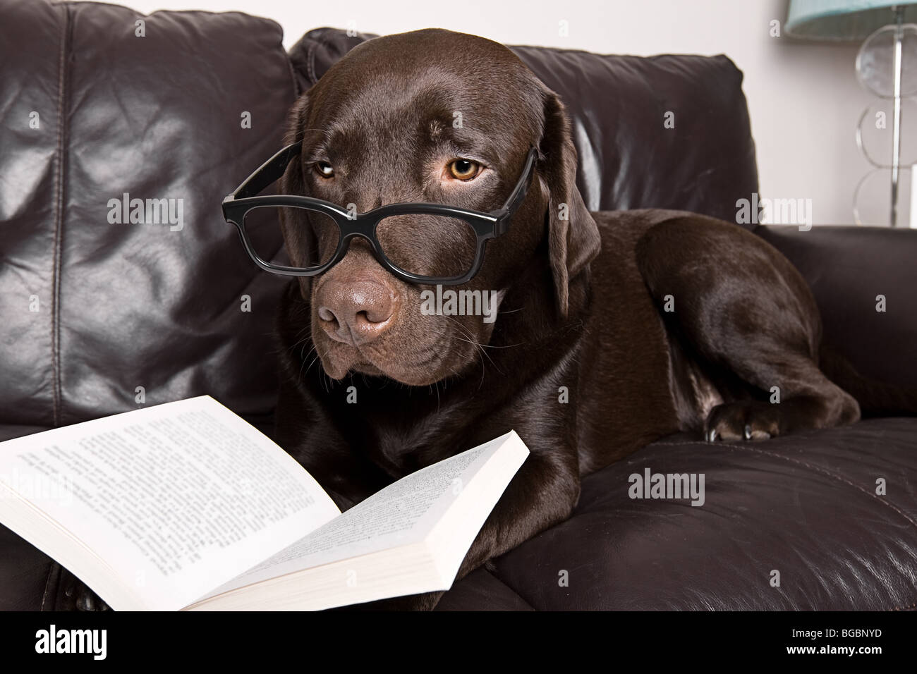Funny Shot of a Chocolate Labrador with a Good Book on the Sofa