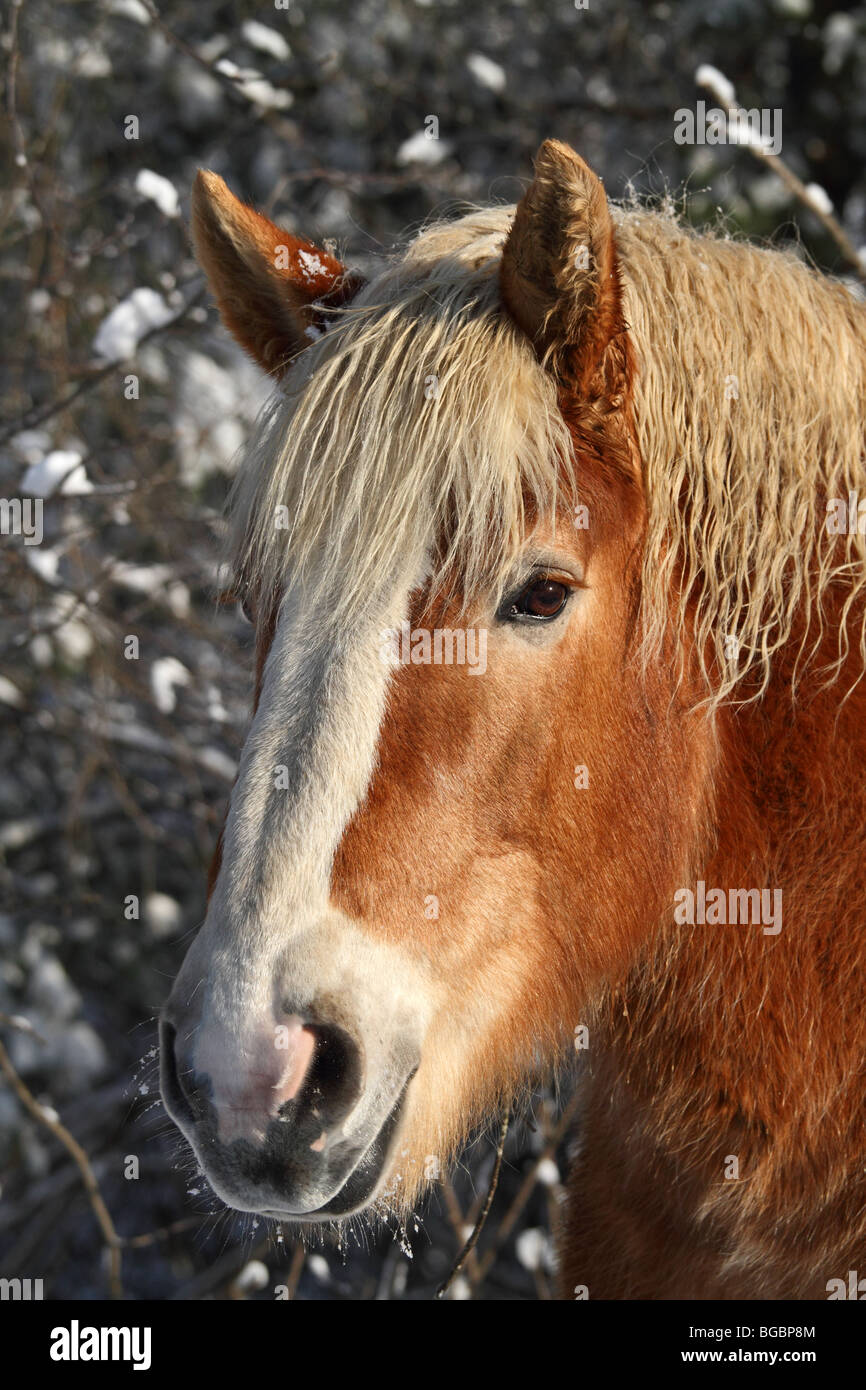 Horse, Belgian draft horse outdoors in winter with snow. Also known as draught horse. Stock Photo