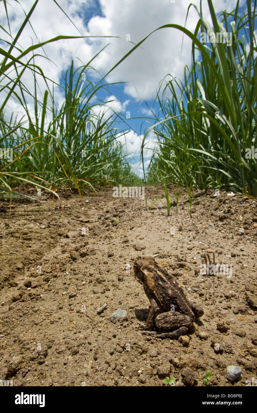 Cane toad (rhinella marina) hires stock photography and images Alamy