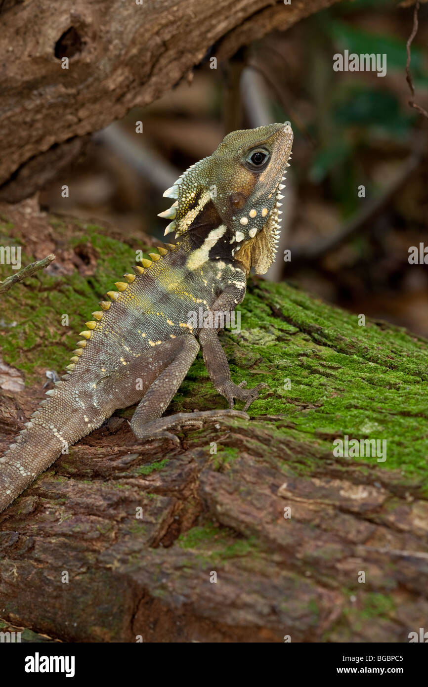 Boyd's Forest Dragon, Hypsilurus boydii, Queensland, Australia Stock ...