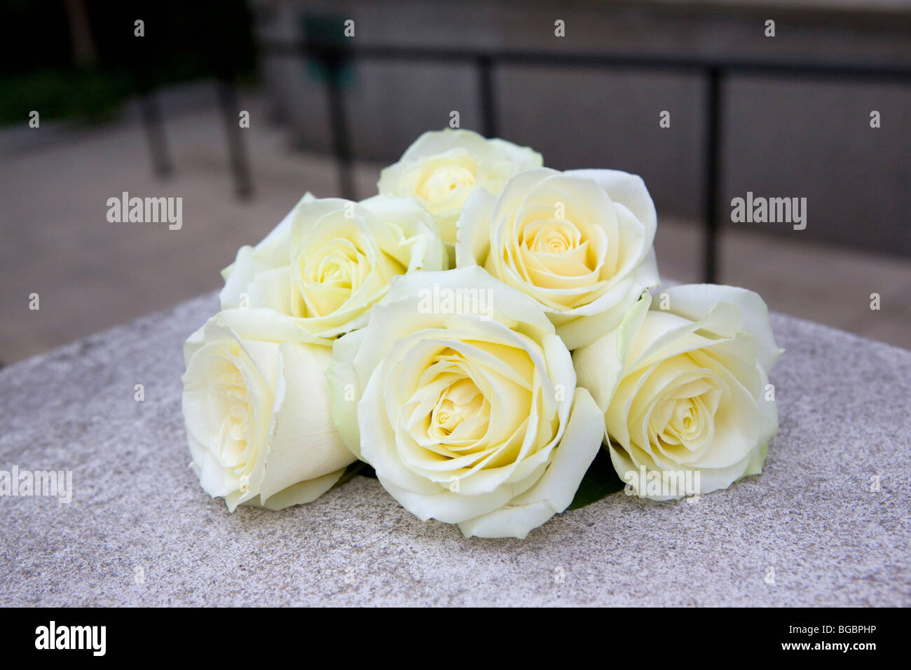 Light Yellow Roses Stock Photo Alamy