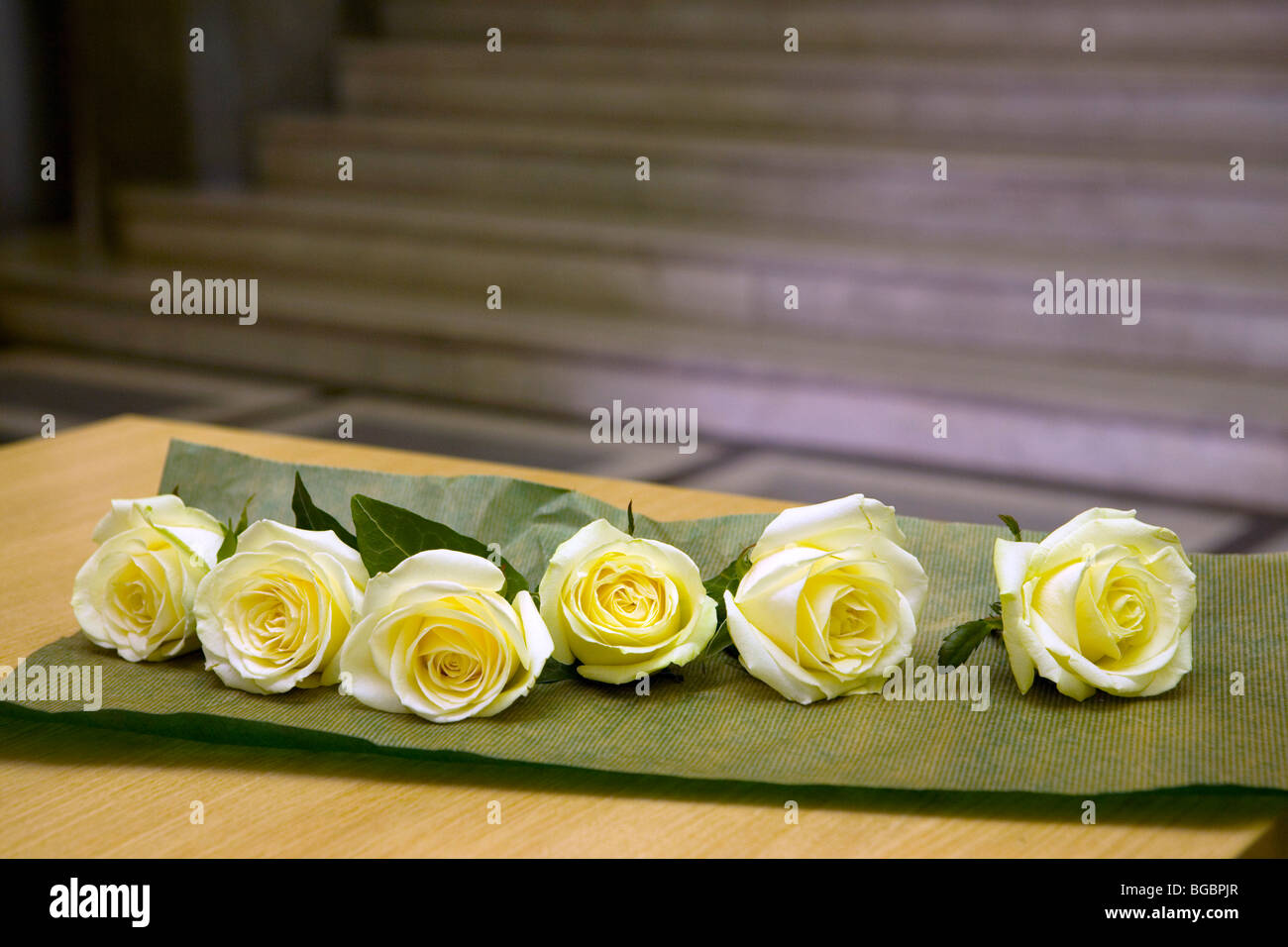 Row roses hi-res stock photography and images - Alamy