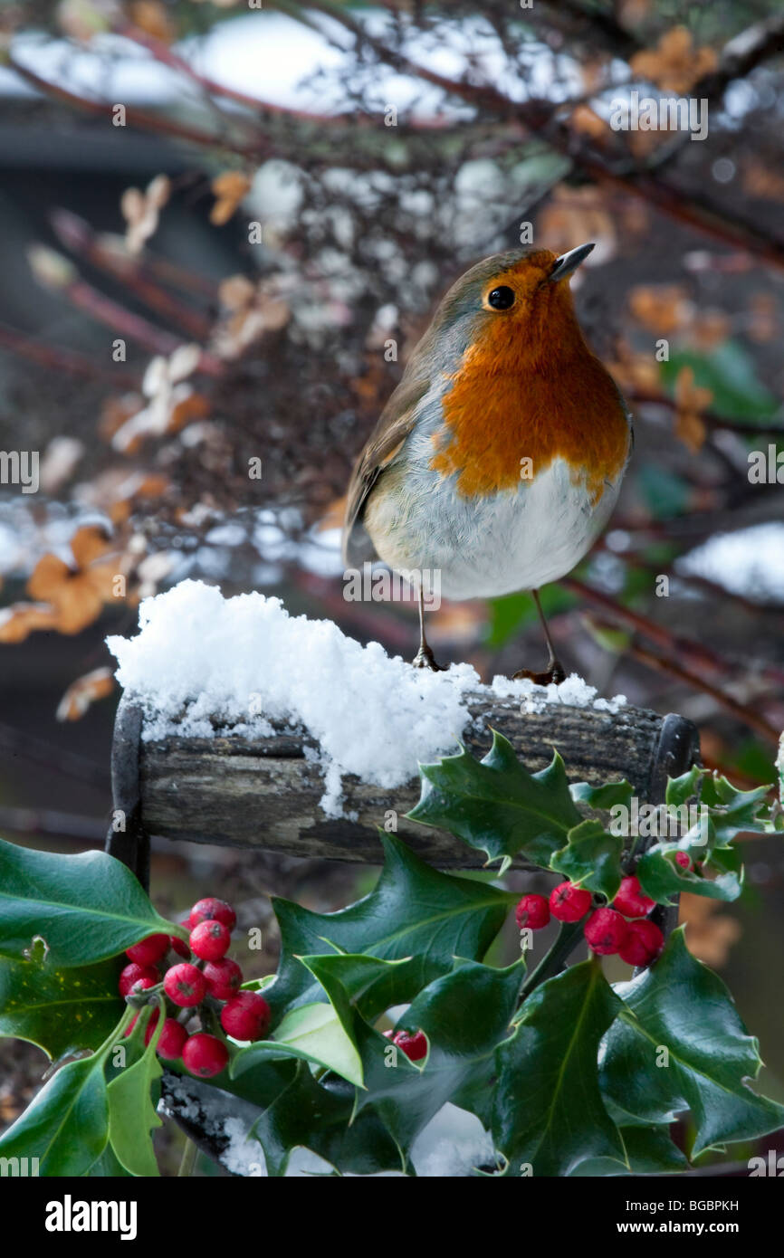 Robin in winter scene Stock Photo