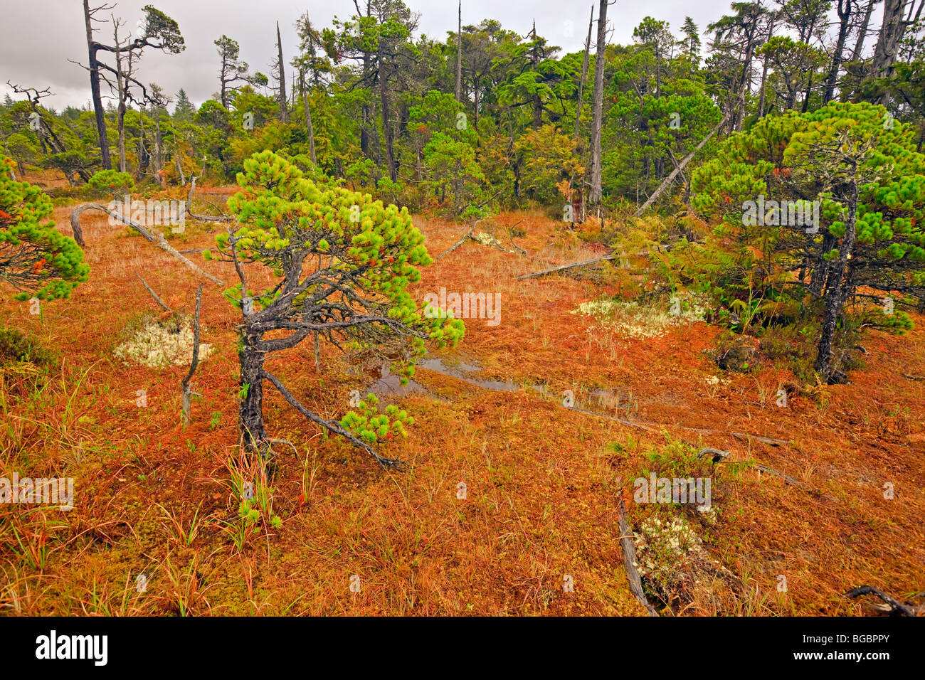 Distorted Shore Pine trees, Pinus contorta var. contorta, and Sphagnum moss, Sphagnum cymbifolium, growing in the bog along the  Stock Photo