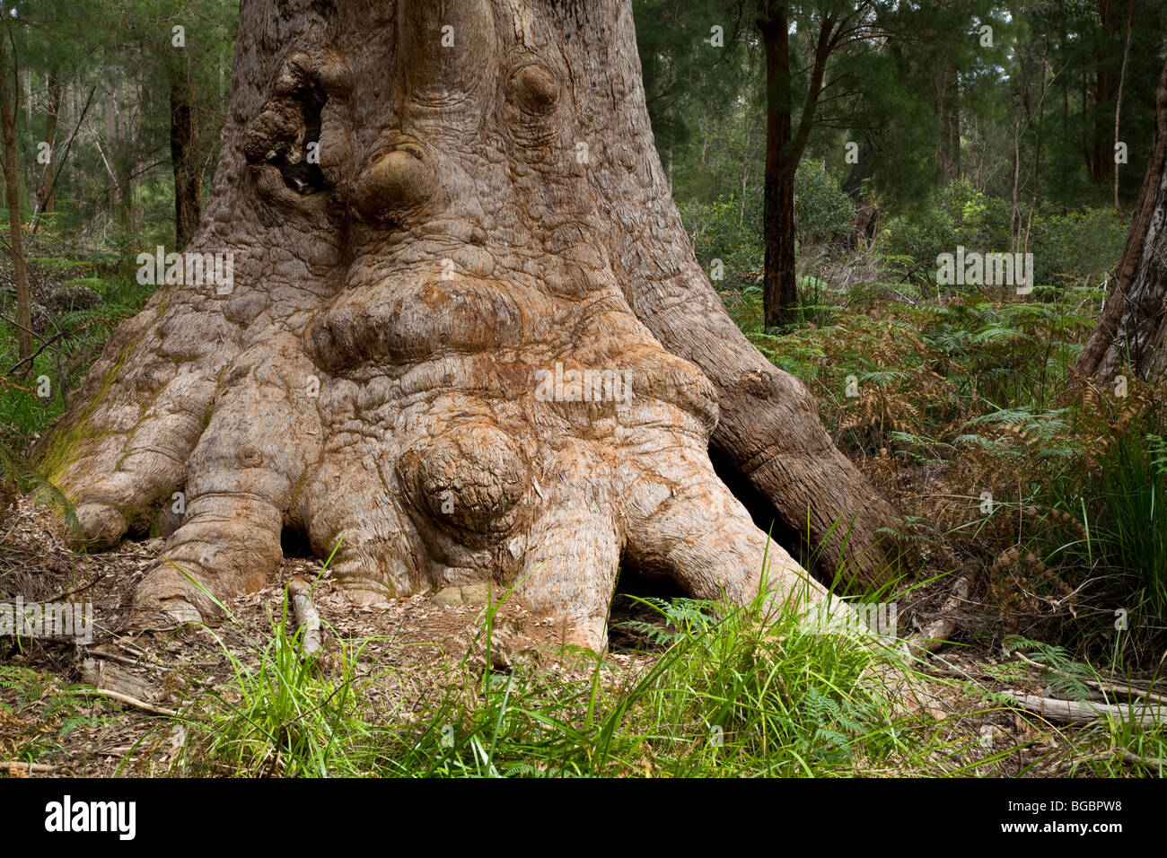 Red Tingle Tree, Eucalyptus jacksonii, Walpole-Nornalup National Park, Western Australia Stock Photo