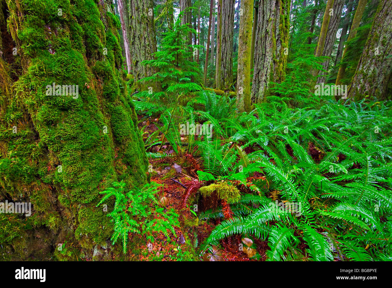 Moss covered trees, and ferns growing in Cathedral Grove Rainforest, MacMillan Provincial Park, Vancouver Island, British Columb Stock Photo