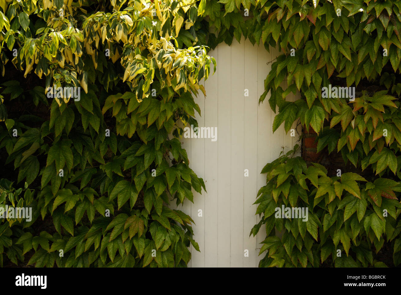 White Door surrounded by Viginia Creeper, Parthenocissus quinquefolia Stock Photo