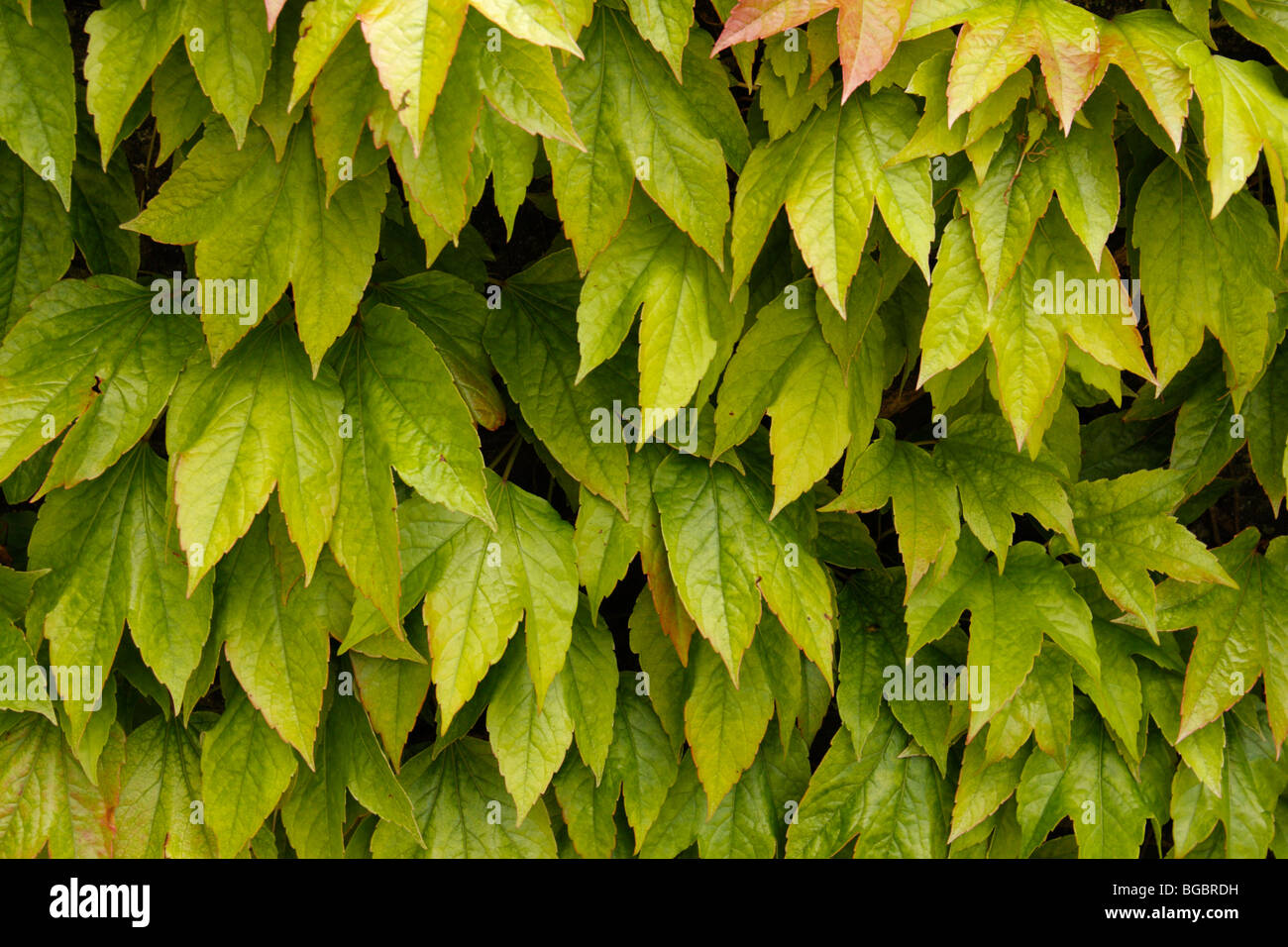 VIRGINIA CREEPER, Parthenocissus quinquefolia, in summer Stock Photo