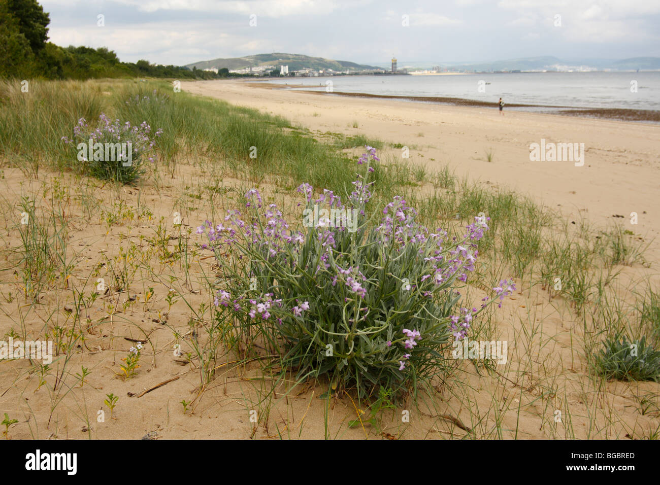 SEA STOCK, Matthiola sinuata, growing on sand dunes on Swansea Beach, West Glamorgan, South Wales, U.K. Stock Photo