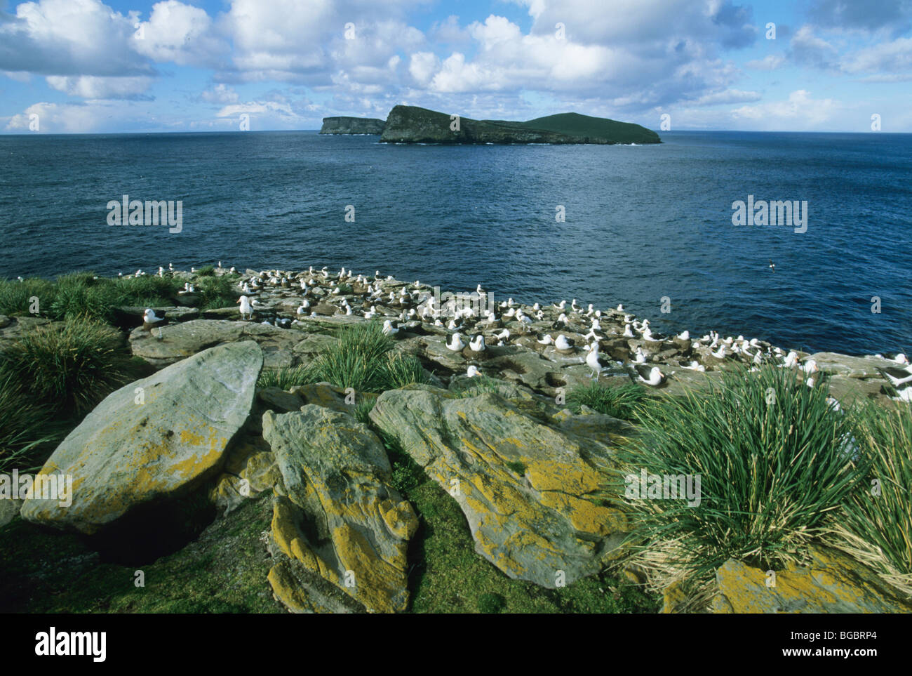 Black-browed Albatross, (Diomedea melanophris), colony, New Island, Falkland Islands. Stock Photo