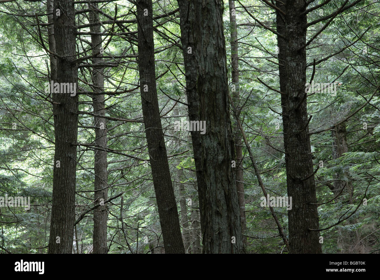 Spruce conservation hires stock photography and images Alamy