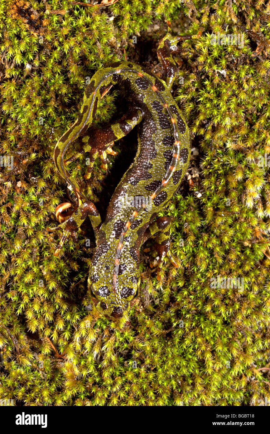 Marbled Newt (Triturus marmoratus) on moss Stock Photo