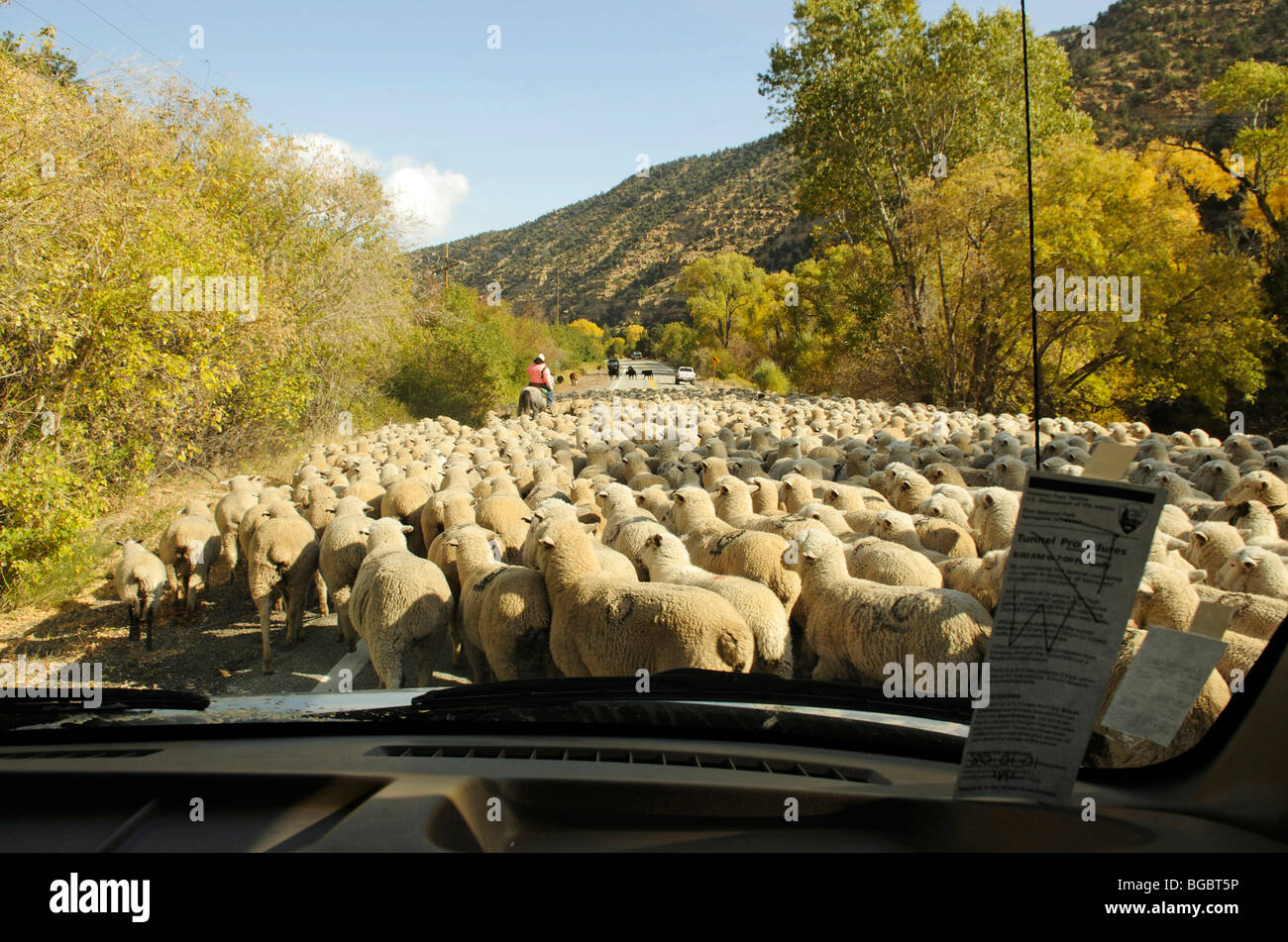Flock of sheep blocking the road, Panguitch, Utah, USA Stock Photo